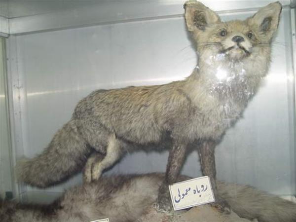 Khoramabad Natural science museum