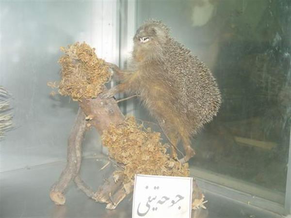 Khoramabad Natural science museum