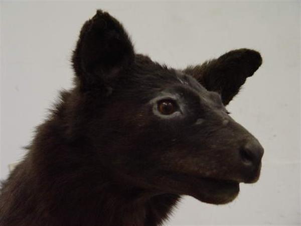 Khoramabad Natural science museum