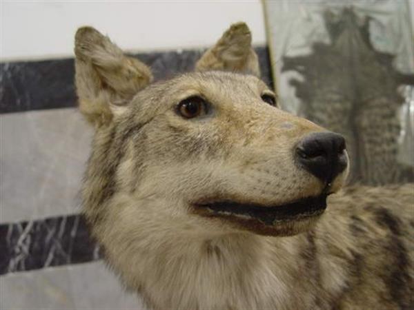 Khoramabad Natural science museum