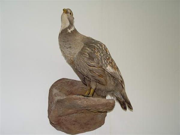 Khoramabad Natural science museum