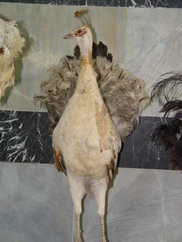 Khoramabad Natural science museum