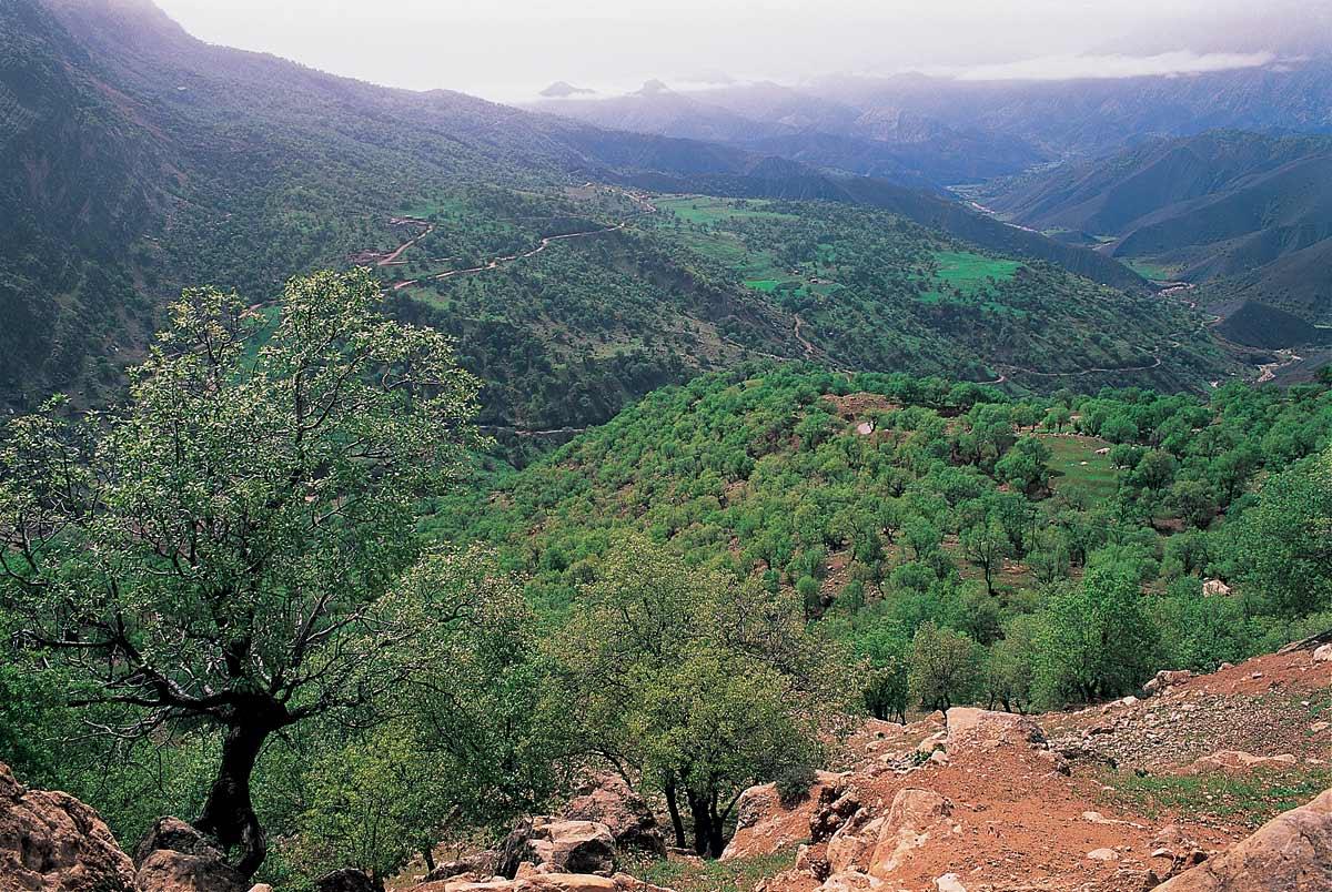 طبیعت بخش پاپی