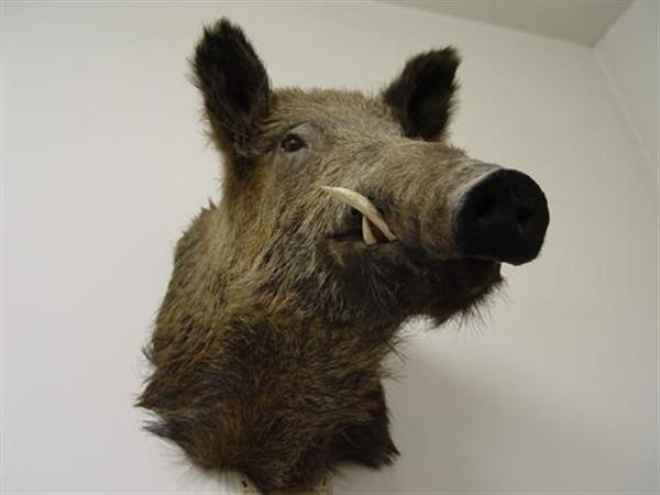 Khoramabad Natural science museum